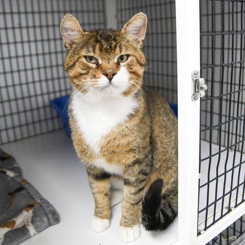 CHEX - Domestic Short Hair available for adoption