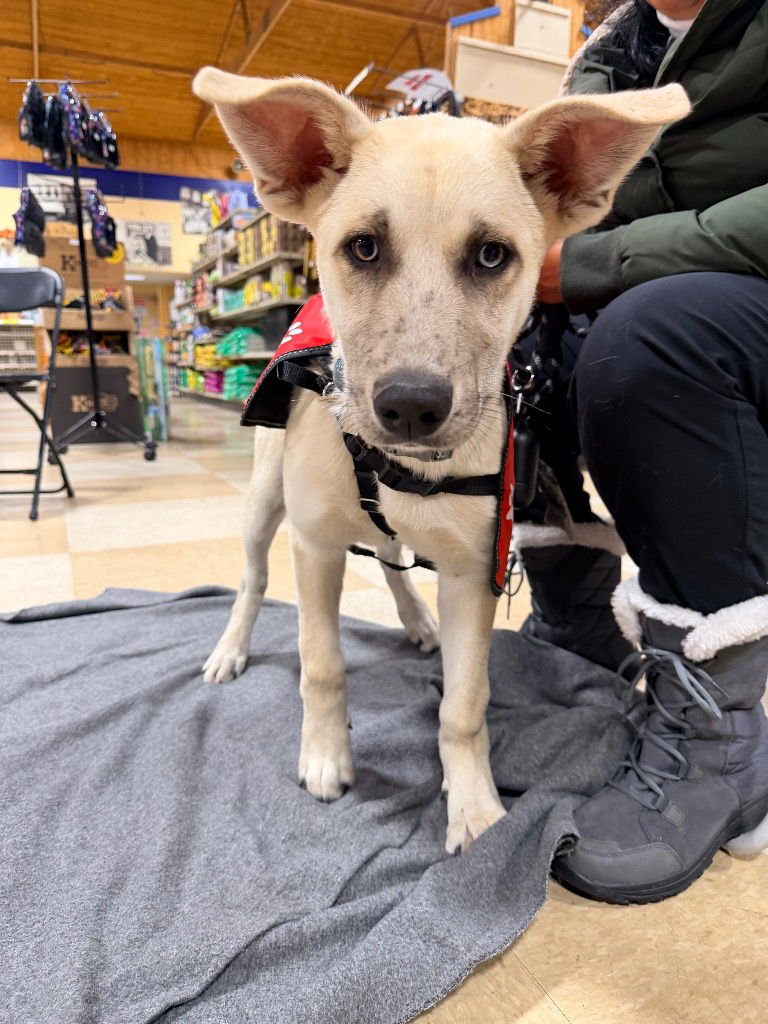 SUNNY - Shepherd available for adoption