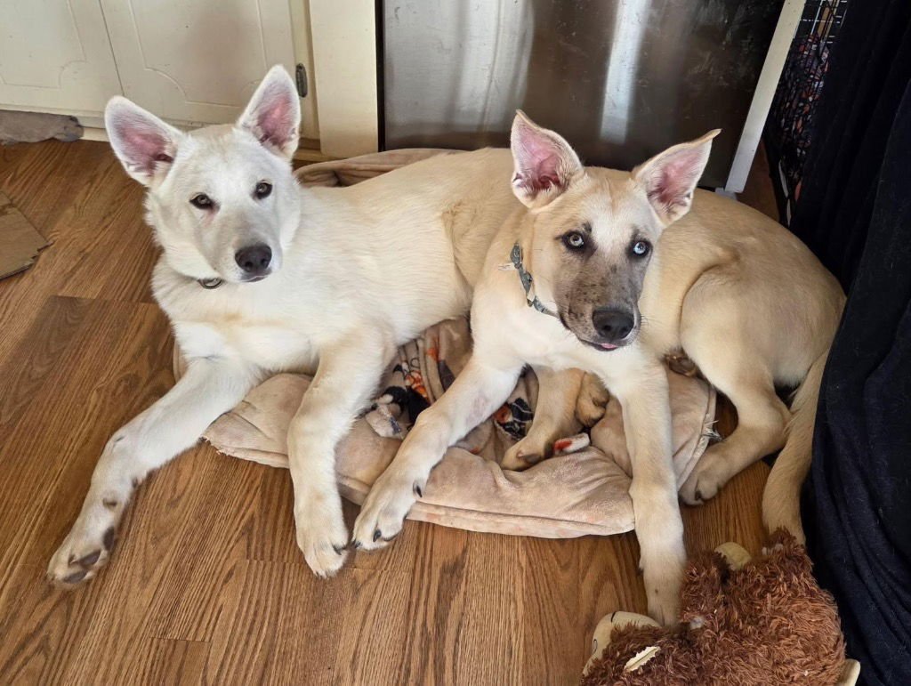 SUNNY - Shepherd available for adoption