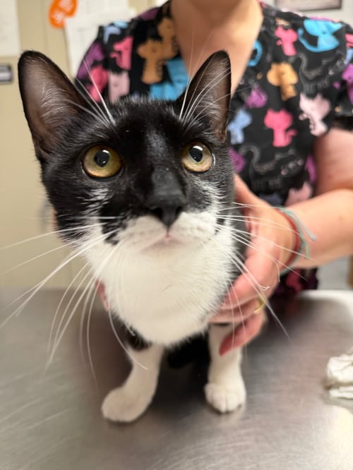 AGATHA - Domestic Short Hair available for adoption