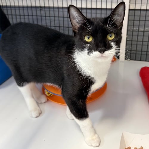 AGATHA - Domestic Short Hair available for adoption
