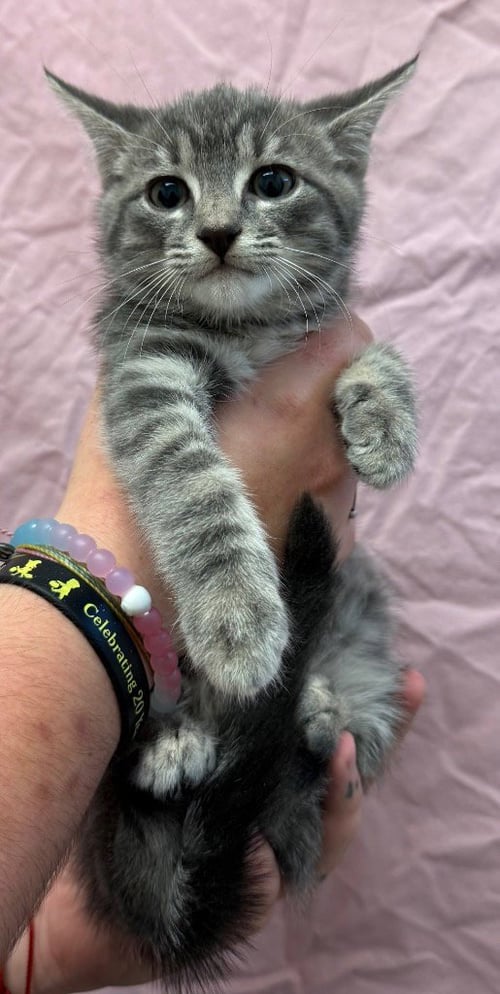 ABIGAIL - Domestic Short Hair available for adoption