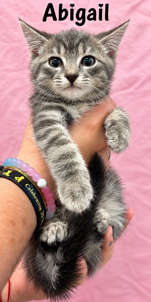 ABIGAIL - Domestic Short Hair available for adoption