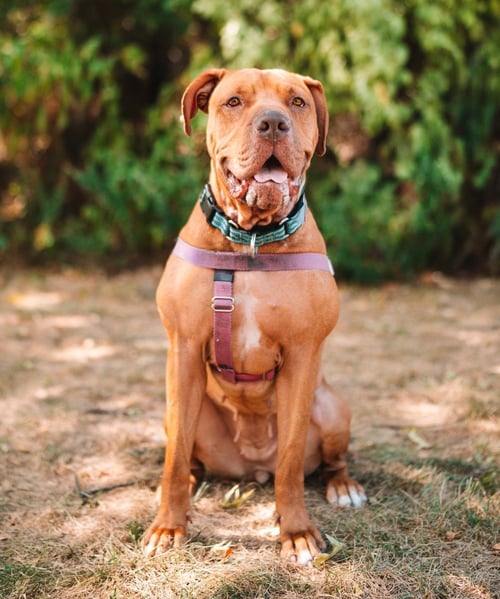 CLEMENTINE - American Staffordshire Terrier available for adoption