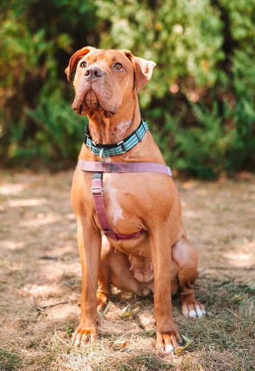 CLEMENTINE - American Staffordshire Terrier available for adoption