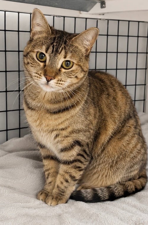 HAYAT - Domestic Short Hair available for adoption