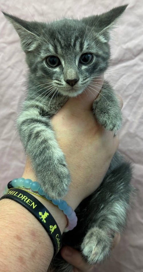 BETTY - Domestic Short Hair available for adoption