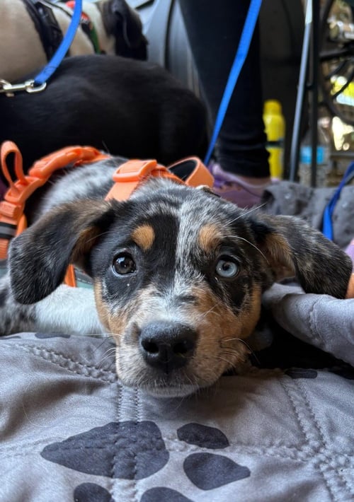 KIRBY - Hound / Corgi for adoption in Trenton