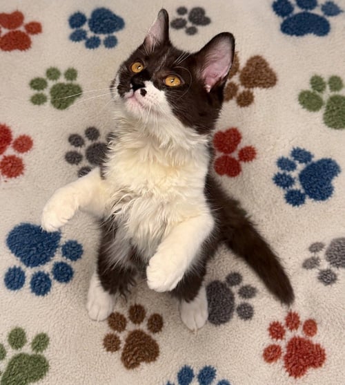 CHARMANDER - Domestic Medium Hair available for adoption