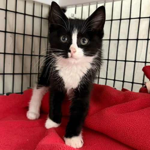 BENJAMIN - Domestic Short Hair available for adoption