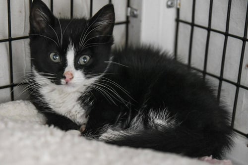 BENJAMIN - Domestic Short Hair available for adoption