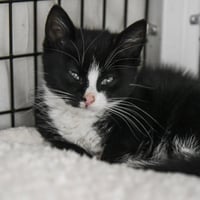 Benjamin - Photo 3