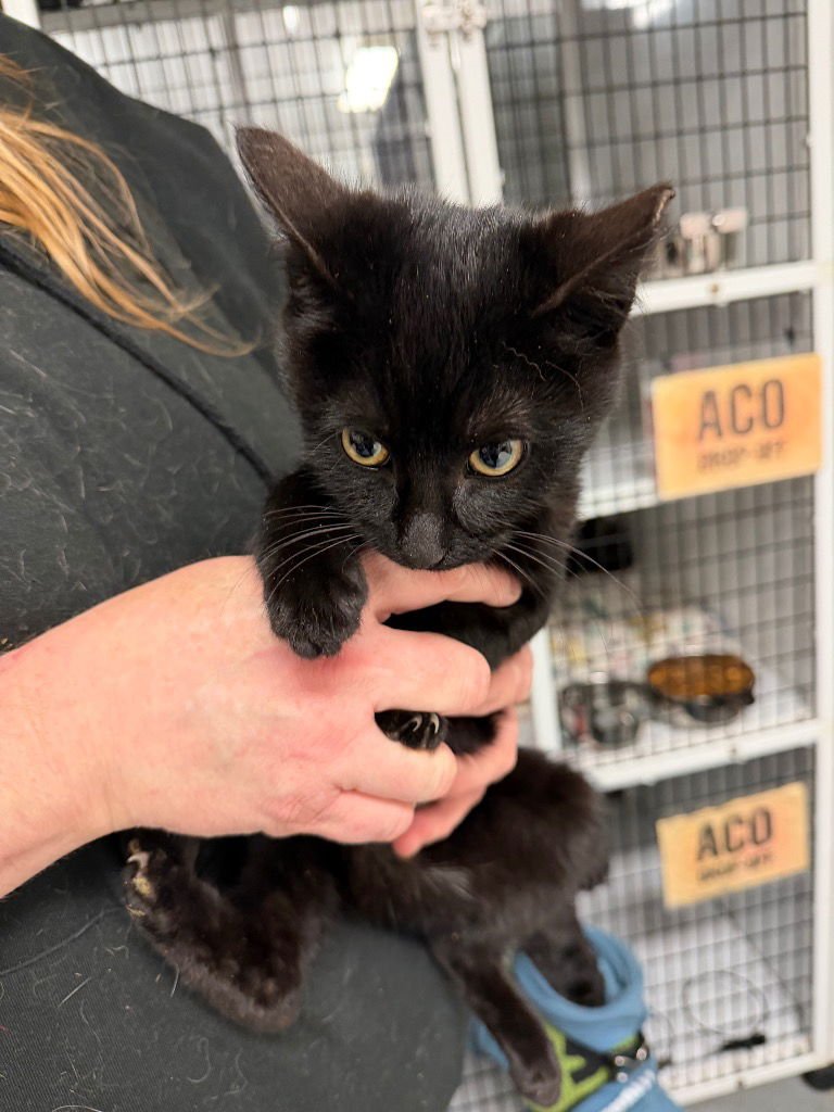 ERNIE - Domestic Short Hair available for adoption