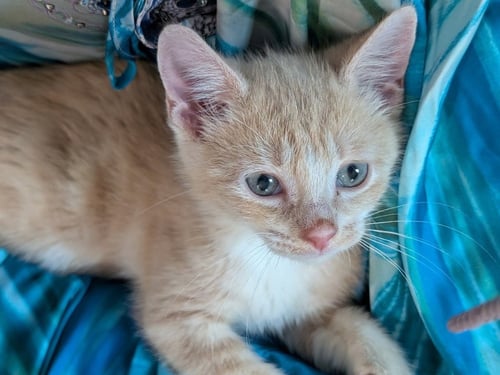 CAROLINA - Domestic Short Hair available for adoption