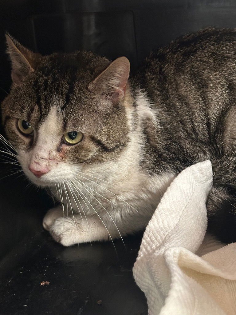 DIAZ - Domestic Short Hair available for adoption