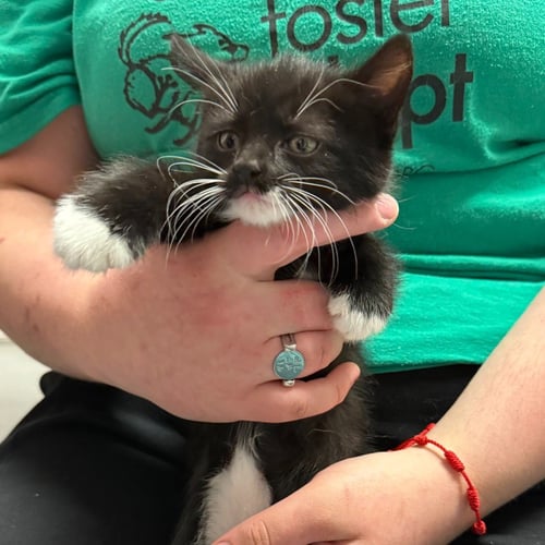 NATASHA - Domestic Short Hair available for adoption