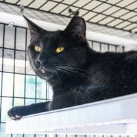 Adzuki - Photo 2
