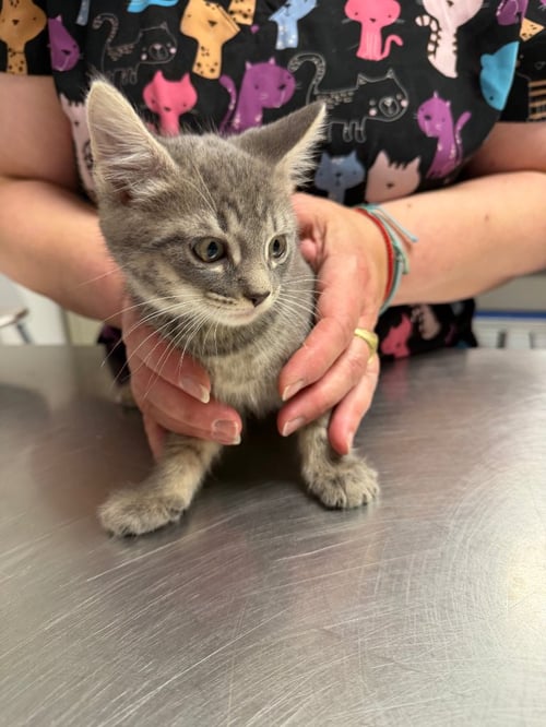 PRINCE - Domestic Short Hair available for adoption