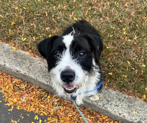 BASIL - Terrier available for adoption