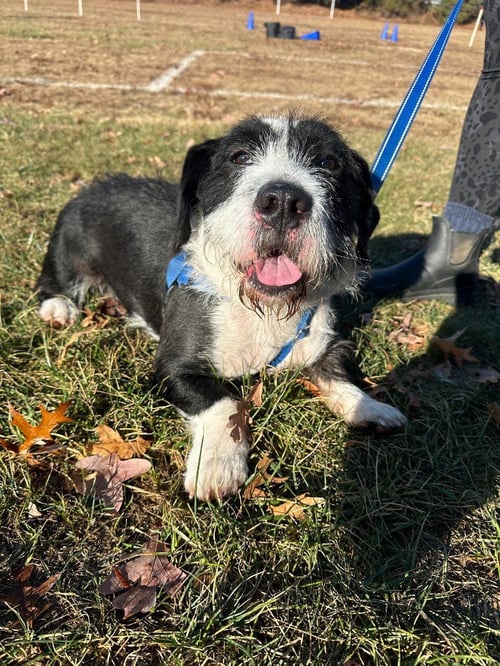 BASIL - Terrier available for adoption