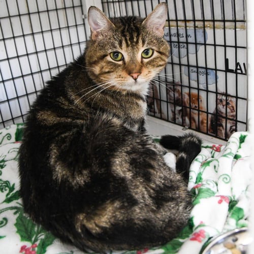 TYLER - Domestic Short Hair available for adoption