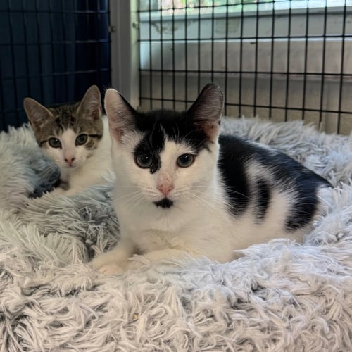 ZEPHYR - Domestic Short Hair available for adoption