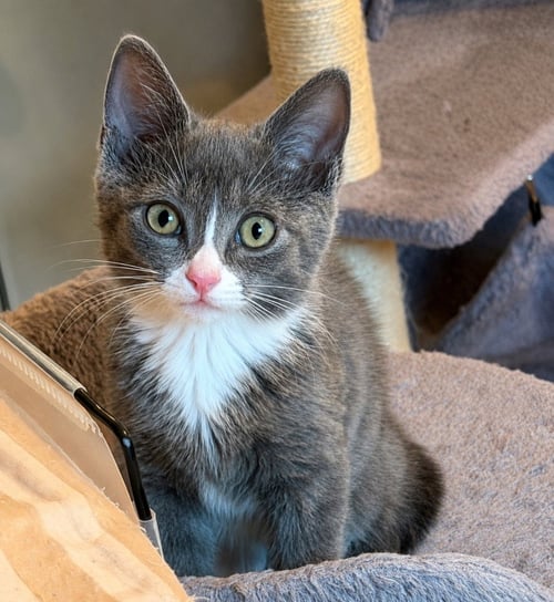 FULA - Domestic Short Hair available for adoption
