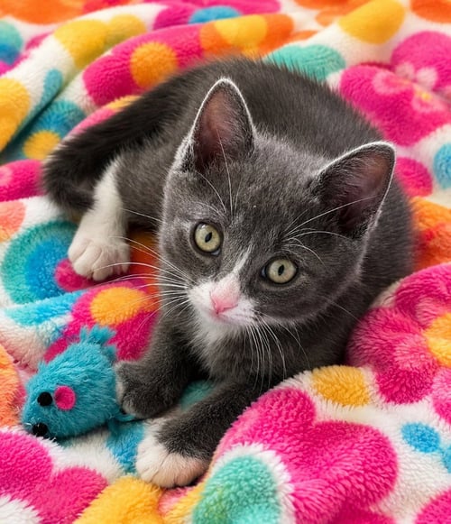 FULA - Domestic Short Hair available for adoption