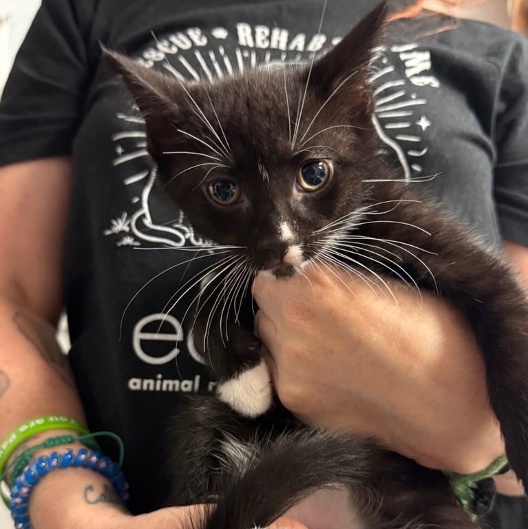 Bernard Image