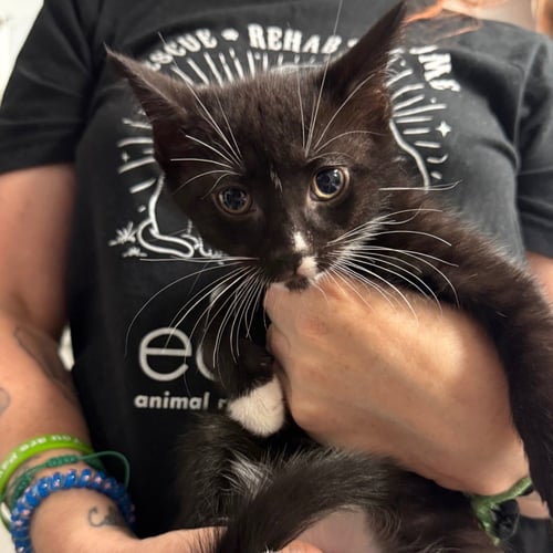 BERNARD - Domestic Short Hair available for adoption