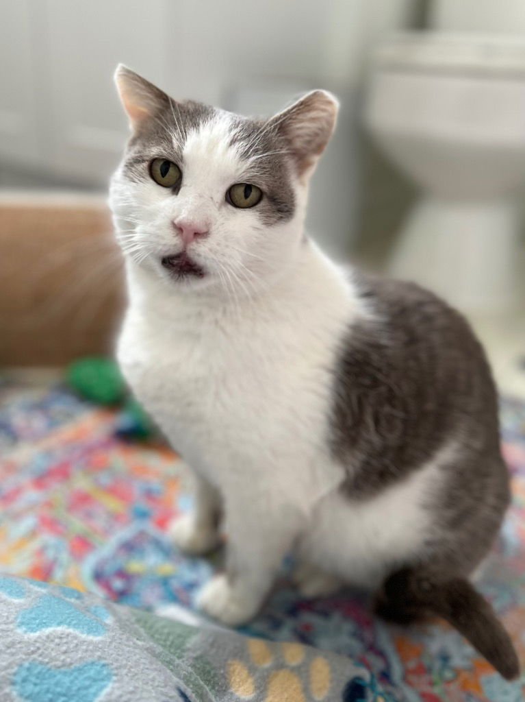 NACHO FRY - Domestic Short Hair for adoption in Trenton