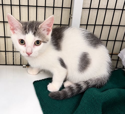 ROTISSERIE CHICKEN - Domestic Short Hair available for adoption