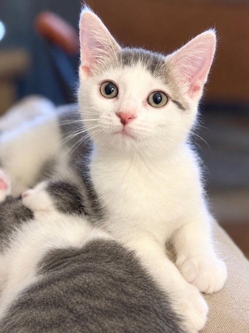 ROTISSERIE CHICKEN - Domestic Short Hair available for adoption
