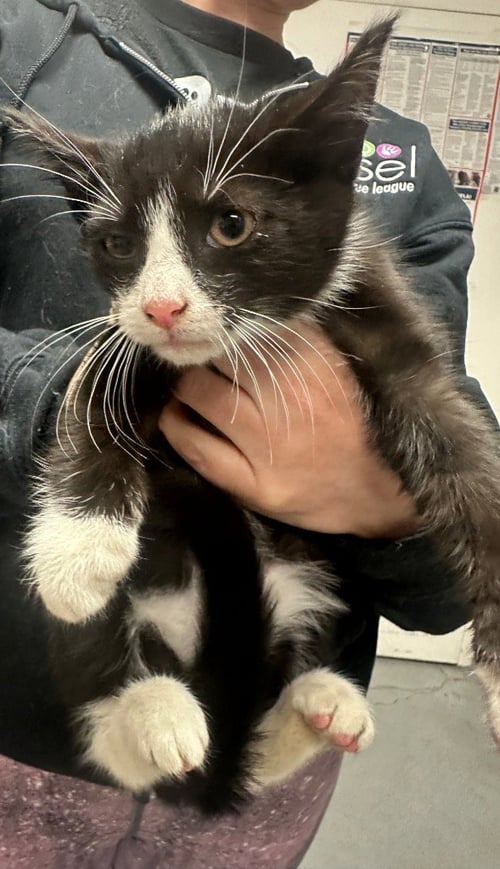 ROY RODGERS - Domestic Short Hair available for adoption