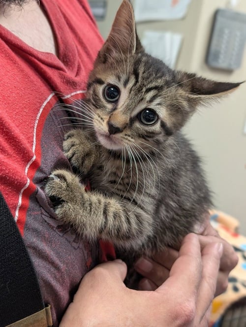 MICA - Domestic Short Hair available for adoption