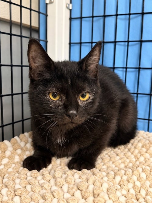 NOVA - Domestic Short Hair available for adoption