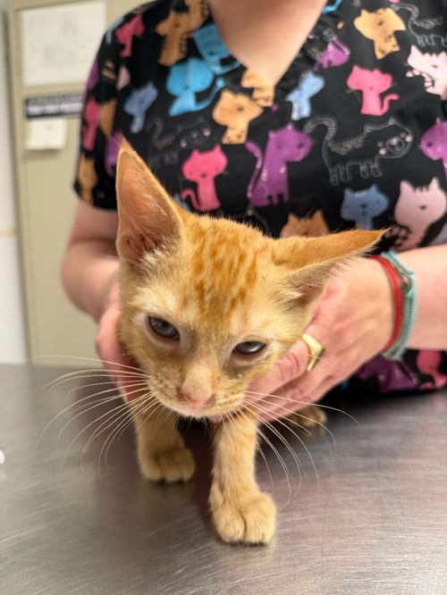 BISHOP - Domestic Short Hair available for adoption