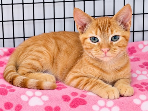 BISHOP - Domestic Short Hair available for adoption