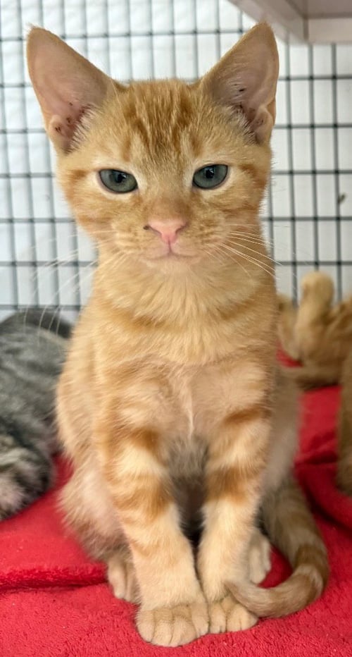 BISHOP - Domestic Short Hair available for adoption