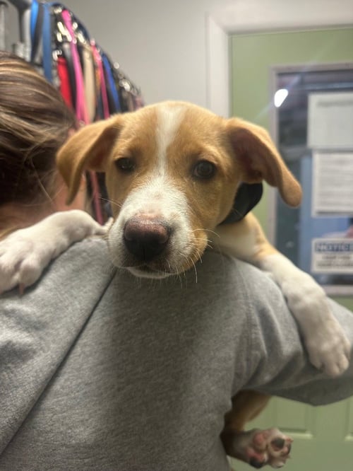 CHEWIE - Hound / Corgi for adoption in Trenton
