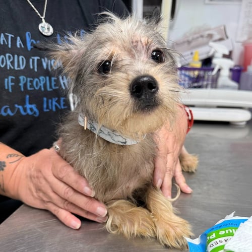 RAVIOLI - Yorkshire Terrier Yorkie for adoption in Trenton