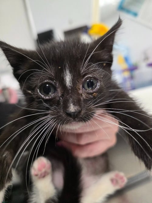 BLAZE - Domestic Short Hair available for adoption