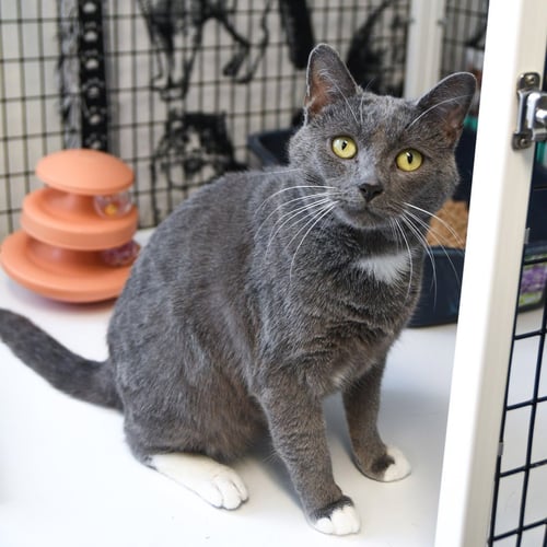 SHIMMER - Domestic Short Hair available for adoption