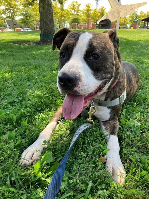 SEBASTIAN - American Staffordshire Terrier available for adoption