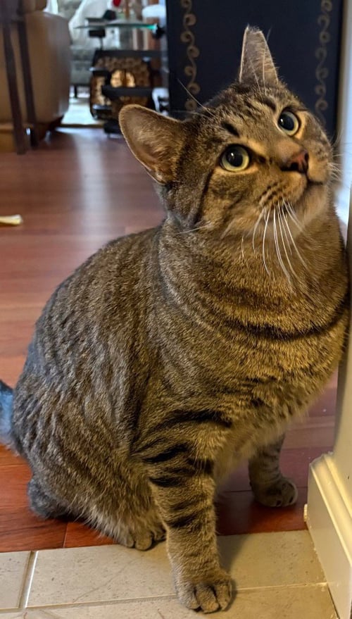 ARTHUR - Domestic Short Hair available for adoption
