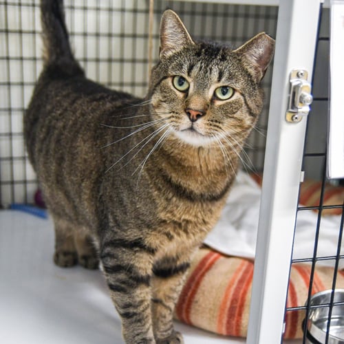 ARTHUR - Domestic Short Hair available for adoption