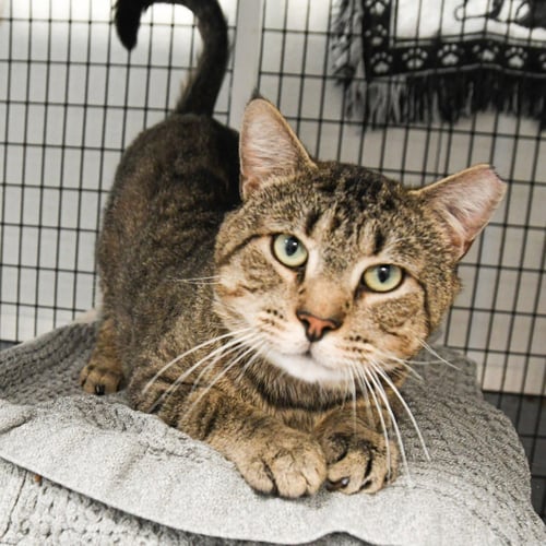 ARTHUR - Domestic Short Hair available for adoption