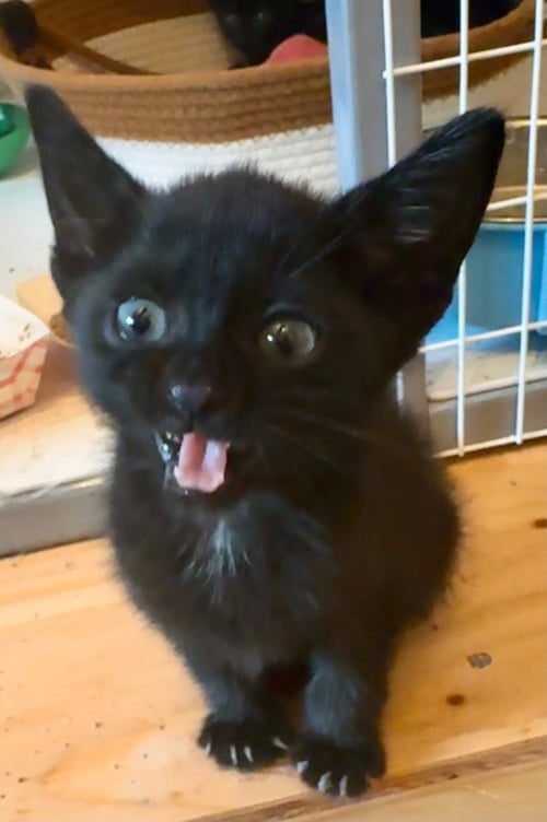 BAMBOLINA - Domestic Short Hair available for adoption