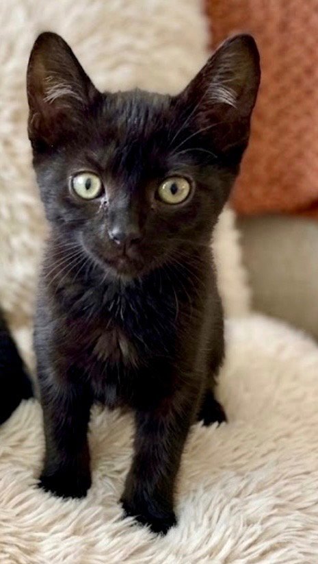 BAMBOLINA - Domestic Short Hair available for adoption