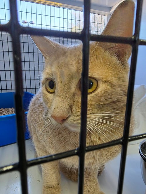 APOLLO - Domestic Short Hair for adoption in Trenton